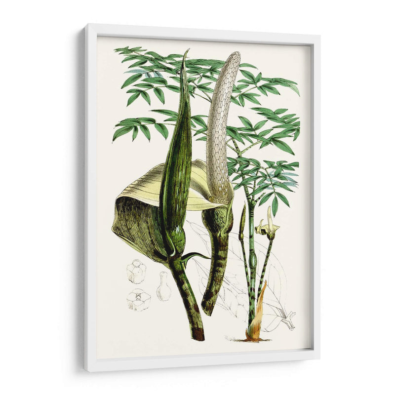 Plantas Tropicales Iv - Curtis | Cuadro decorativo de Canvas Lab