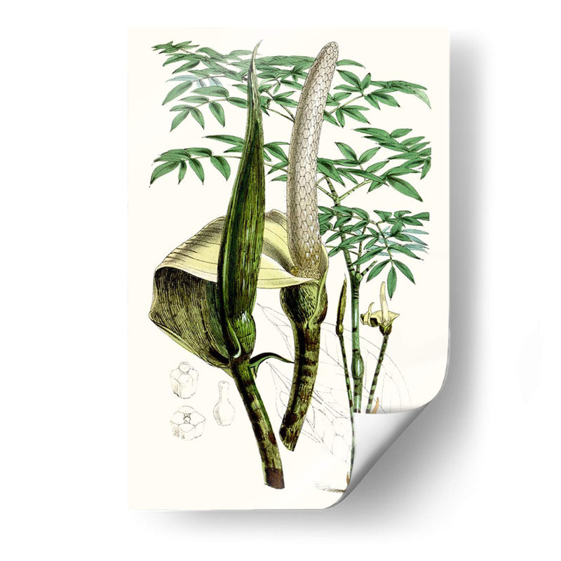 Plantas Tropicales Iv - Curtis | Cuadro decorativo de Canvas Lab