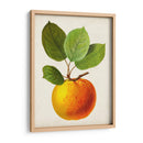 Fruta Antigua I - Vision Studio | Cuadro decorativo de Canvas Lab