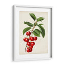 Antiguo Fruta Ii - Vision Studio | Cuadro decorativo de Canvas Lab