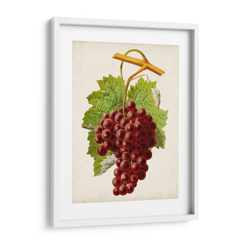 Antique Fruit Iii - Vision Studio | Cuadro decorativo de Canvas Lab