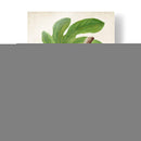 Antique Fruit Iv - Vision Studio | Cuadro decorativo de Canvas Lab