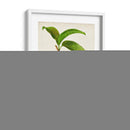 Fruta Antigua V - Vision Studio | Cuadro decorativo de Canvas Lab