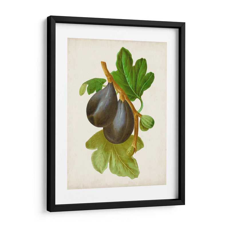 Antique Fruit Vi - Vision Studio | Cuadro decorativo de Canvas Lab