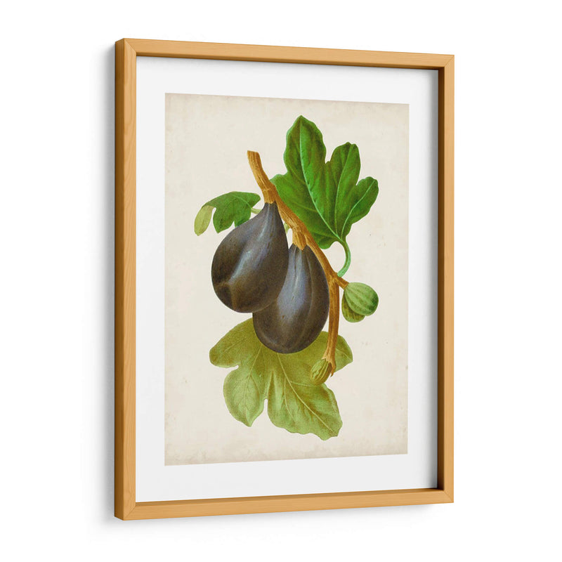 Antique Fruit Vi - Vision Studio | Cuadro decorativo de Canvas Lab