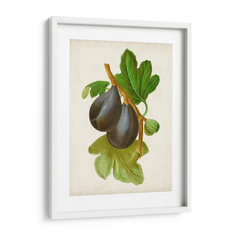 Antique Fruit Vi - Vision Studio | Cuadro decorativo de Canvas Lab