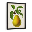 Fruta Antigua Vii - Vision Studio | Cuadro decorativo de Canvas Lab