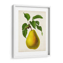 Fruta Antigua Vii - Vision Studio | Cuadro decorativo de Canvas Lab