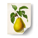 Fruta Antigua Vii - Vision Studio | Cuadro decorativo de Canvas Lab