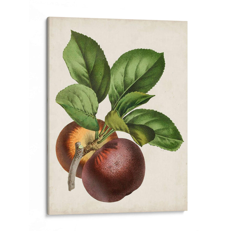 Antique Fruit Ix - Vision Studio | Cuadro decorativo de Canvas Lab