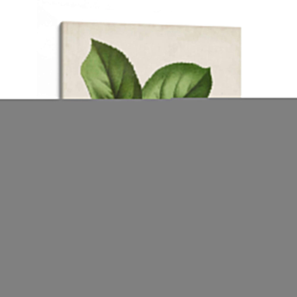 Antique Fruit Ix - Vision Studio | Cuadro decorativo de Canvas Lab