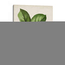 Antique Fruit Ix - Vision Studio | Cuadro decorativo de Canvas Lab