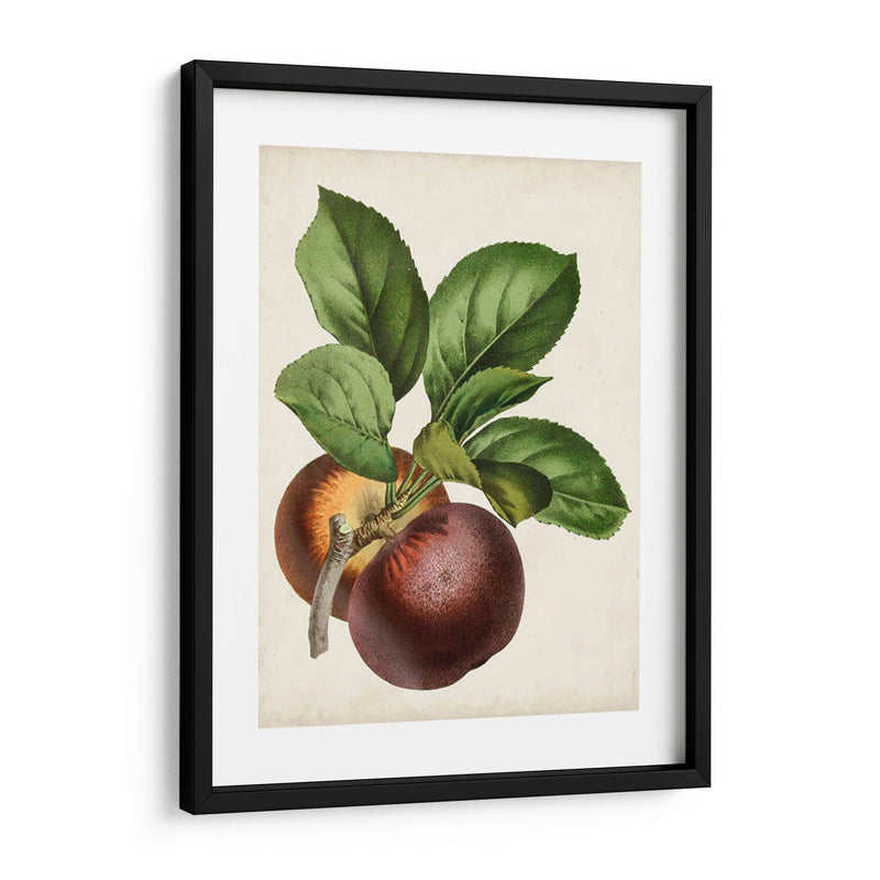 Antique Fruit Ix - Vision Studio | Cuadro decorativo de Canvas Lab