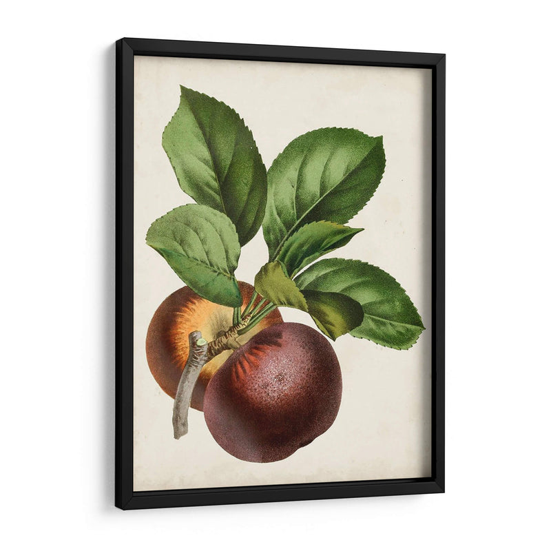 Antique Fruit Ix - Vision Studio | Cuadro decorativo de Canvas Lab