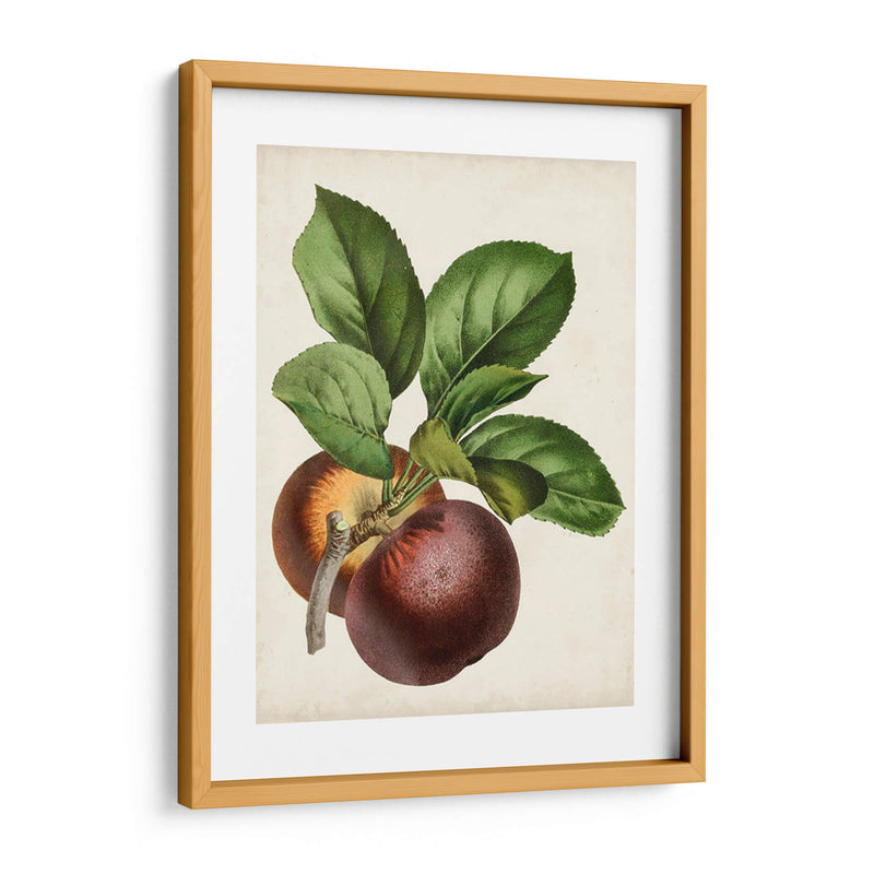 Antique Fruit Ix - Vision Studio | Cuadro decorativo de Canvas Lab