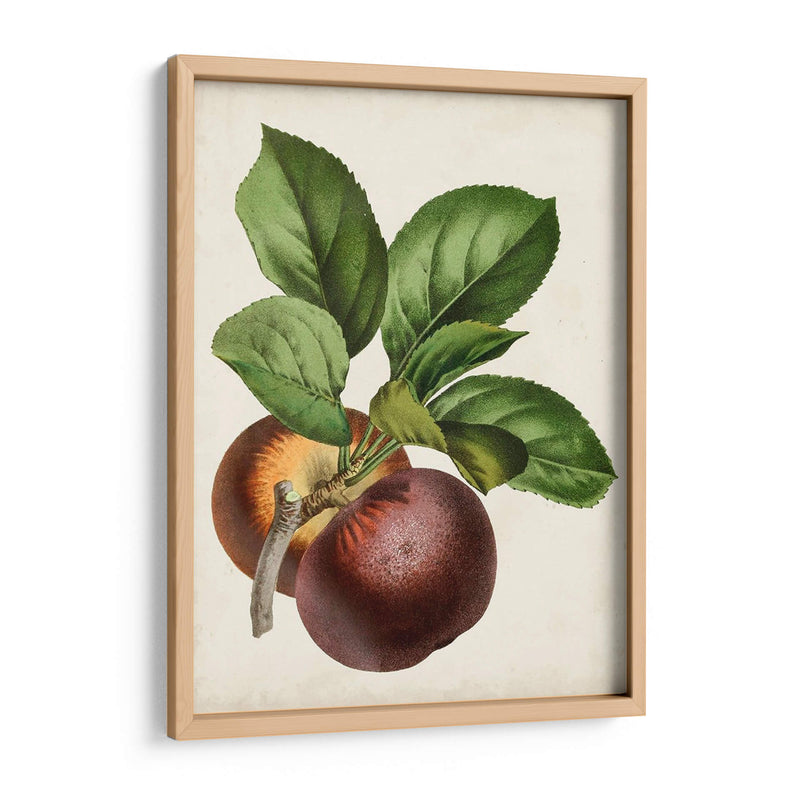 Antique Fruit Ix - Vision Studio | Cuadro decorativo de Canvas Lab