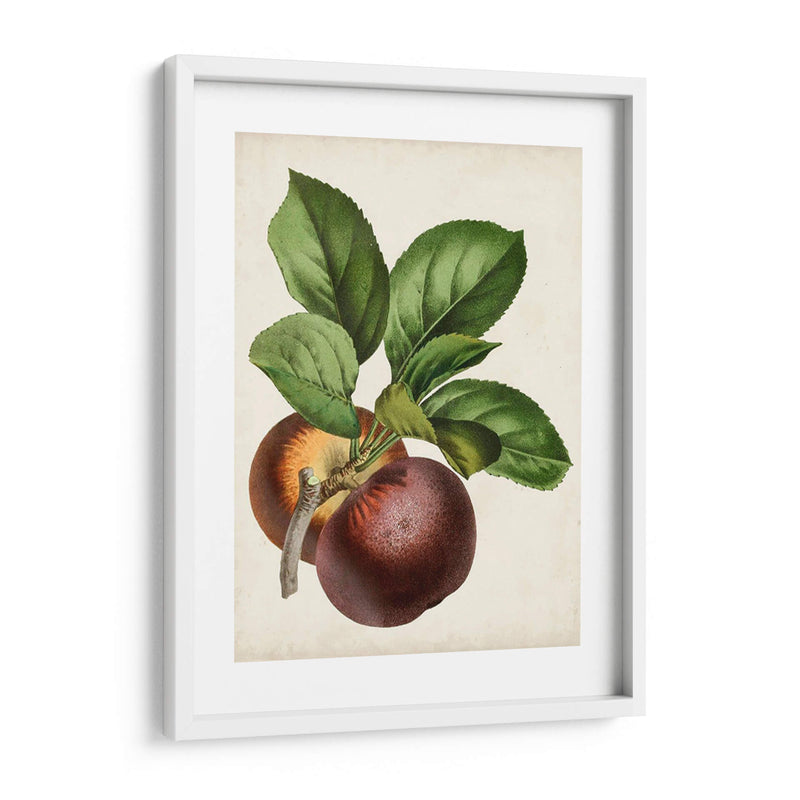 Antique Fruit Ix - Vision Studio | Cuadro decorativo de Canvas Lab