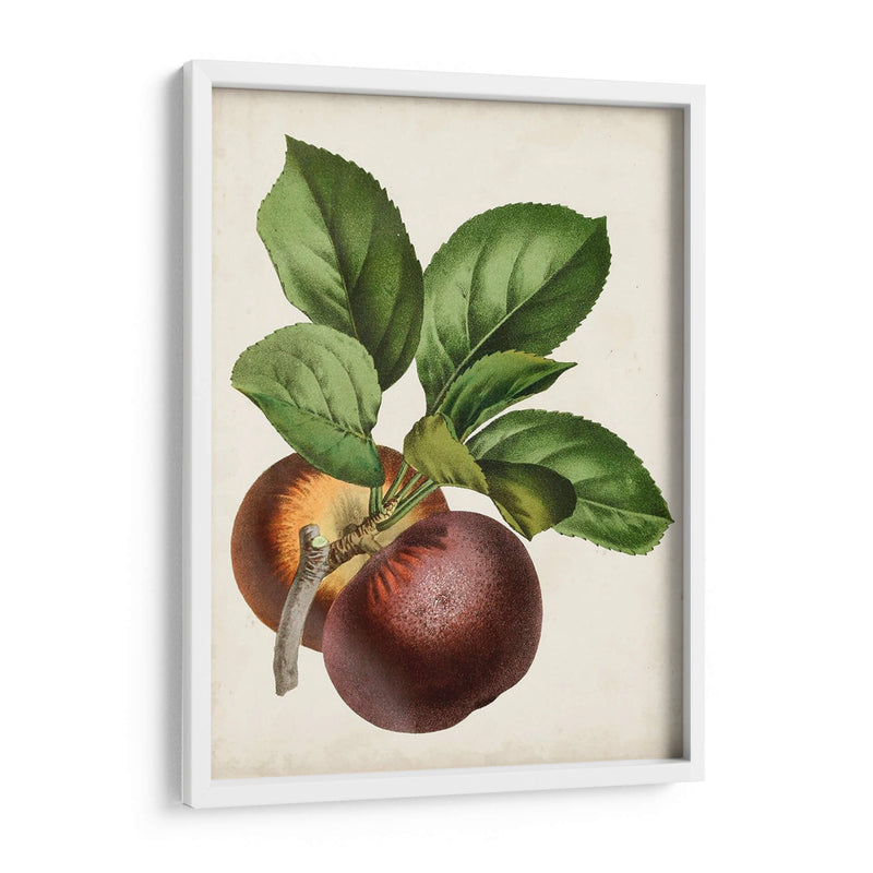 Antique Fruit Ix - Vision Studio | Cuadro decorativo de Canvas Lab