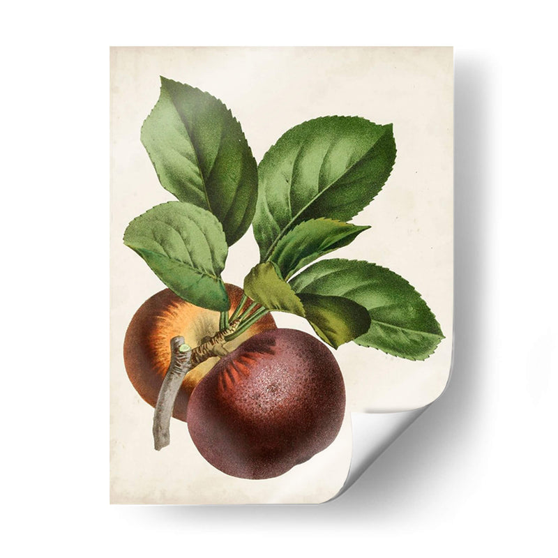 Antique Fruit Ix - Vision Studio | Cuadro decorativo de Canvas Lab