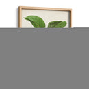 Fruta Antigua X - Vision Studio | Cuadro decorativo de Canvas Lab