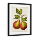 Fruta Antigua Xi - Vision Studio | Cuadro decorativo de Canvas Lab