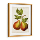 Fruta Antigua Xi - Vision Studio | Cuadro decorativo de Canvas Lab