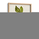 Fruta Antigua Xi - Vision Studio | Cuadro decorativo de Canvas Lab