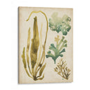 Vintage Mar Fronds Iii - June Erica Vess | Cuadro decorativo de Canvas Lab