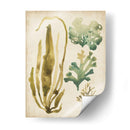 Vintage Mar Fronds Iii - June Erica Vess | Cuadro decorativo de Canvas Lab