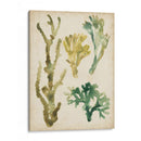 Fronds De Mar Vintage V - June Erica Vess | Cuadro decorativo de Canvas Lab