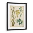 Fronds De Mar Vintage V - June Erica Vess | Cuadro decorativo de Canvas Lab