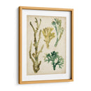 Fronds De Mar Vintage V - June Erica Vess | Cuadro decorativo de Canvas Lab