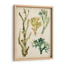 Fronds De Mar Vintage V - June Erica Vess | Cuadro decorativo de Canvas Lab