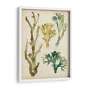 Fronds De Mar Vintage V - June Erica Vess | Cuadro decorativo de Canvas Lab