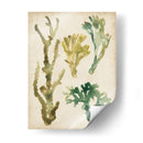 Fronds De Mar Vintage V - June Erica Vess | Cuadro decorativo de Canvas Lab