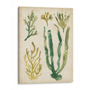 Vintage Fronds Vi - June Erica Vess | Cuadro decorativo de Canvas Lab