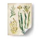 Vintage Fronds Vi - June Erica Vess | Cuadro decorativo de Canvas Lab