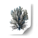 Ocean Bloom Iii - A.C. Warren | Cuadro decorativo de Canvas Lab