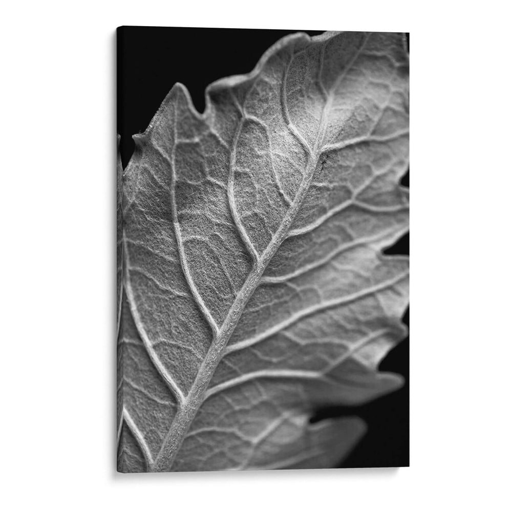 Hoja Sorprendente I - Renee W. Stramel | Cuadro decorativo de Canvas Lab