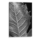 Hoja Sorprendente Ii - Renee W. Stramel | Cuadro decorativo de Canvas Lab