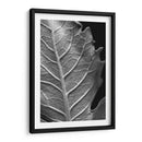 Hoja Sorprendente Ii - Renee W. Stramel | Cuadro decorativo de Canvas Lab