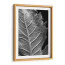 Hoja Sorprendente Ii - Renee W. Stramel | Cuadro decorativo de Canvas Lab