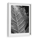 Hoja Sorprendente Ii - Renee W. Stramel | Cuadro decorativo de Canvas Lab