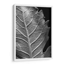 Hoja Sorprendente Ii - Renee W. Stramel | Cuadro decorativo de Canvas Lab