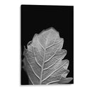 Hoja Sorprendente Iii - Renee W. Stramel | Cuadro decorativo de Canvas Lab