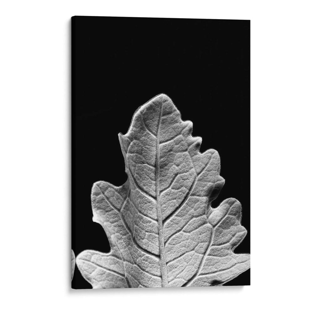 Hoja Sorprendente Iv - Renee W. Stramel | Cuadro decorativo de Canvas Lab