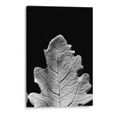 Hoja Sorprendente Iv - Renee W. Stramel | Cuadro decorativo de Canvas Lab