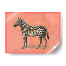 Animales Africanos En Coral Iv - Studio W | Cuadro decorativo de Canvas Lab