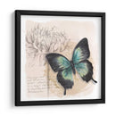 Caja De Sombra Mariposa Iii - Grace Popp | Cuadro decorativo de Canvas Lab