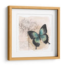 Caja De Sombra Mariposa Iii - Grace Popp | Cuadro decorativo de Canvas Lab